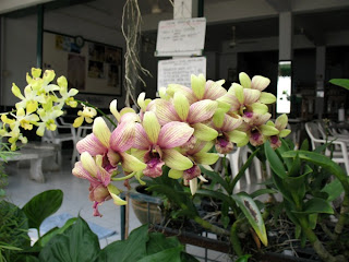 Orchid outside Mama Noi