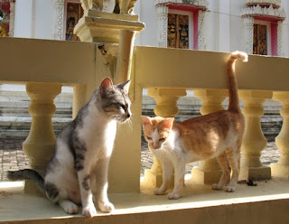 Cats at Thep Nimit temple