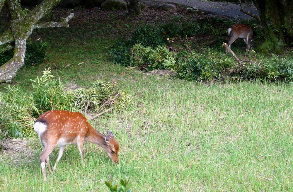 [backyard+deer.jpg]
