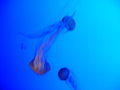 [Jellyfish+2+small.JPG]