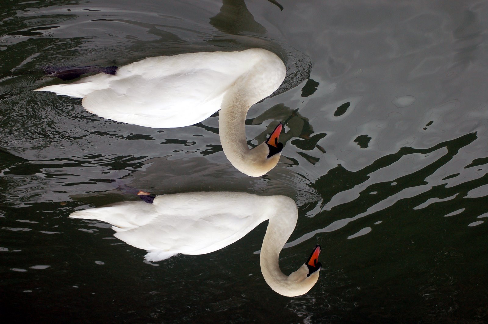 [swans+by+2AUSTRALIAN.jpg]