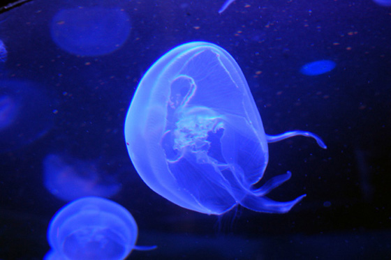[sealife+1+jellyfish.jpg]