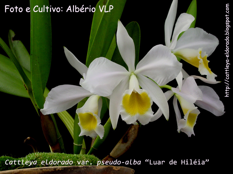 [6+-+Cattleya+eldorado+var.+albescens+SVG_CLT-0046+Luar+de+HilÃ©ia+I.jpg]