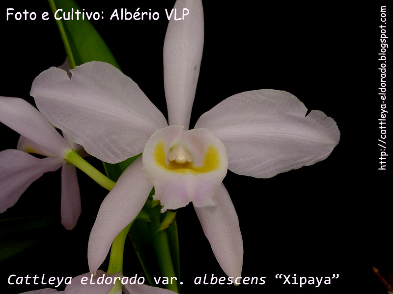 [8+-+Cattleya+eldorado+var.+albescens+SVG_CLT+-+0067+I.jpg]