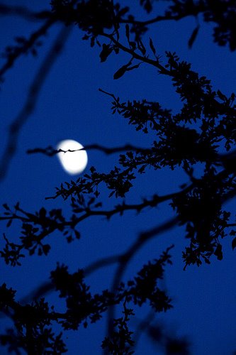[moon+in+trees.jpg]