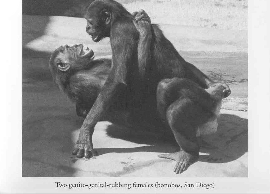 [bonobo_female_sex.jpg]
