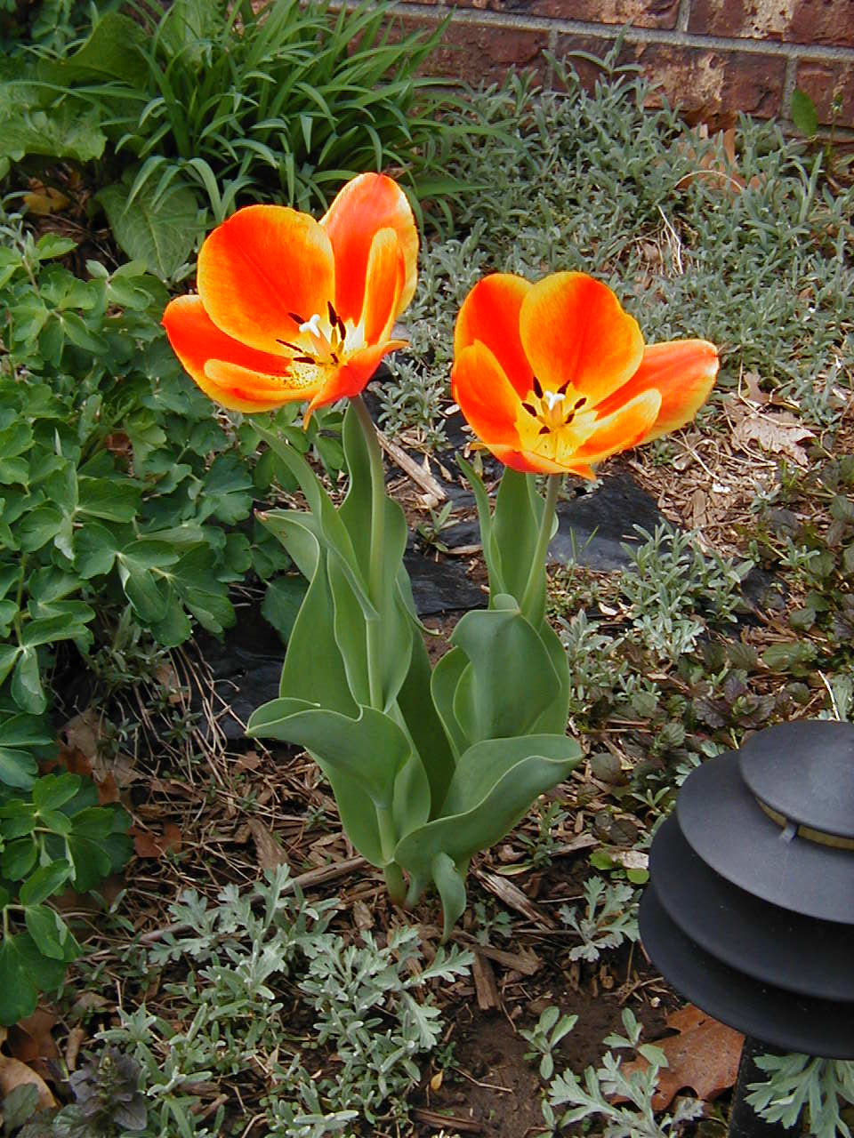 [tulips+blooming+2007.JPG]