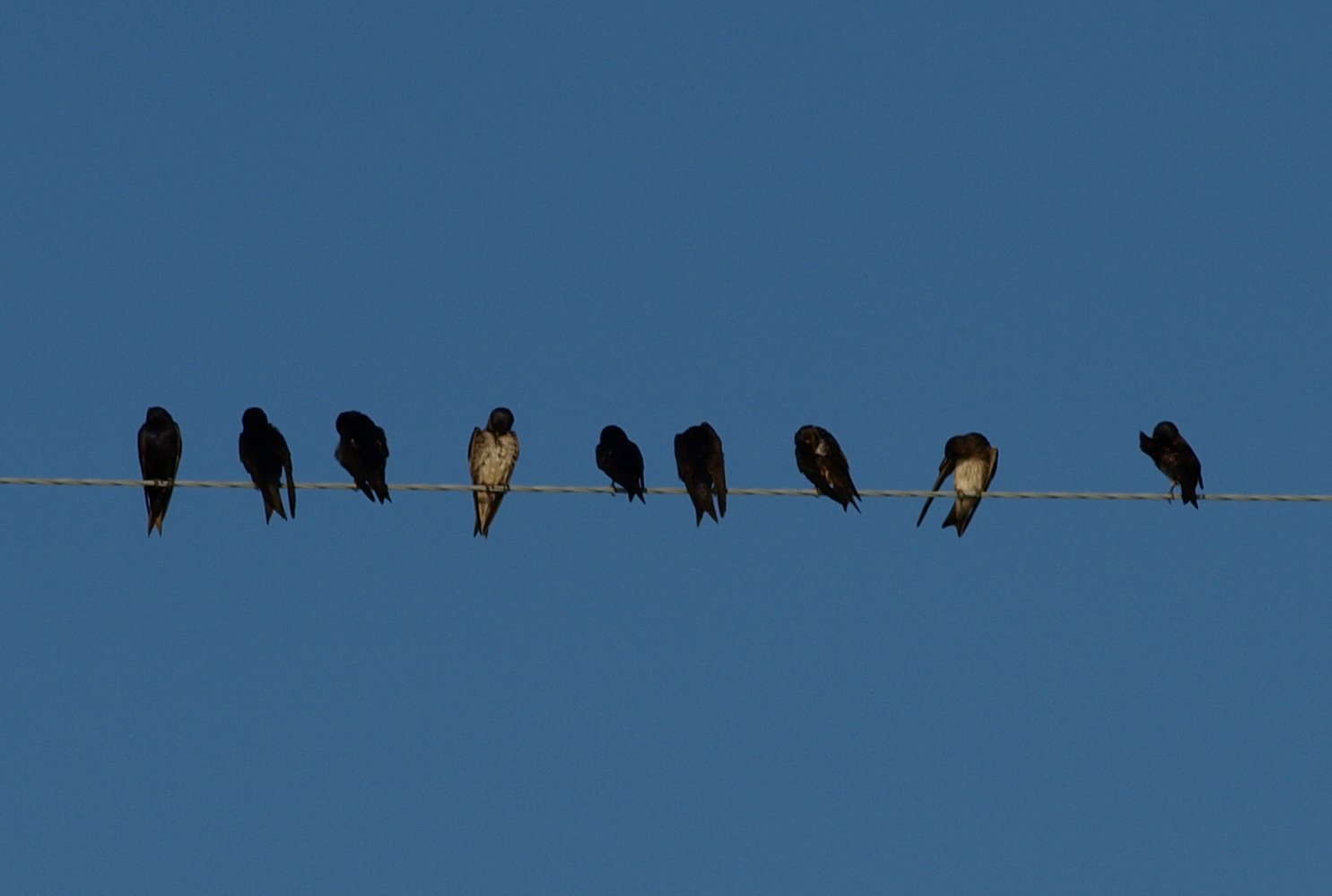 [swallows+on+the+line+1.jpg]