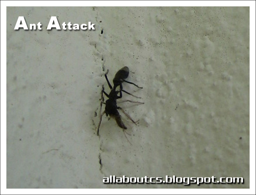 [ant+attack3.jpg]