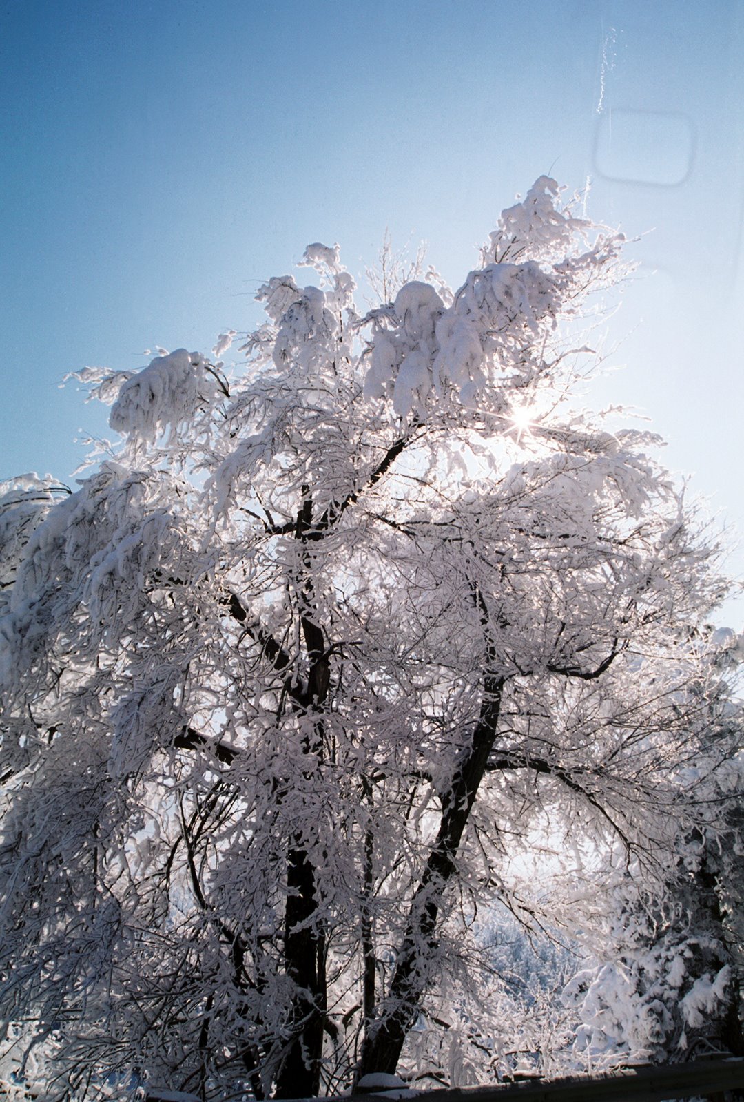 [snow_tree.jpg]