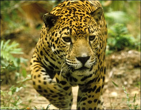[jaguar_panthera-onca.jpg]