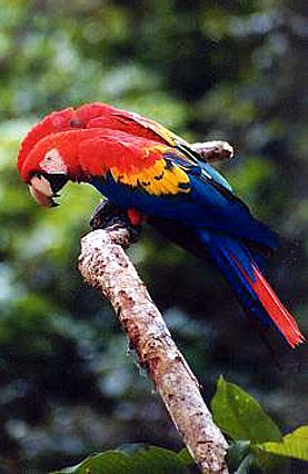 [234-Scarlet Macaws, Brazilian Amazon.jpg]