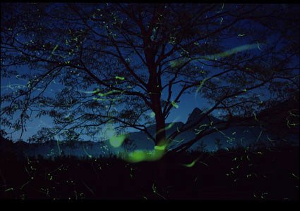 [fireflies_tree.bmp]
