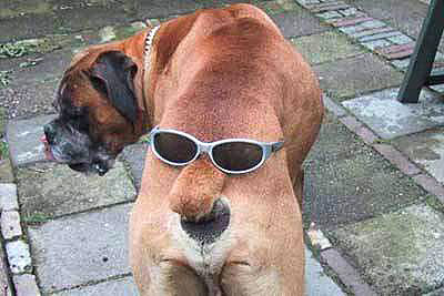 [cachorro-com+oculos.jpg]