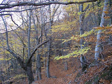 Bosc de Castanyers