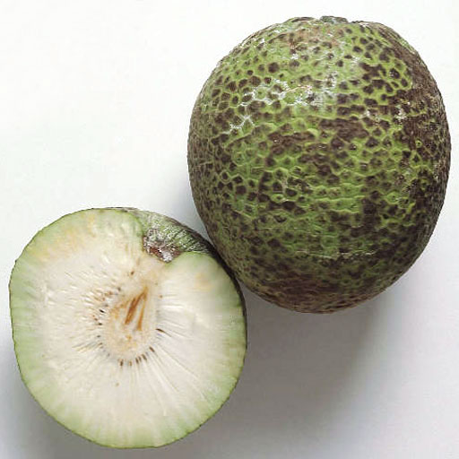 [Breadfruit1.jpg]