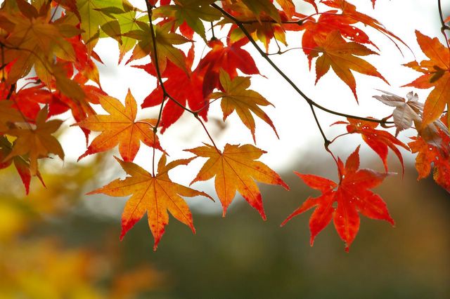 [fall+leaves.jpg]