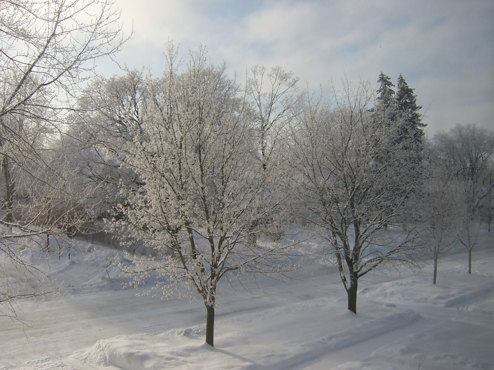 [snow+trees.jpg]