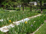 [the+Yang+Garden6+-+Iris+flowerbed.jpg]