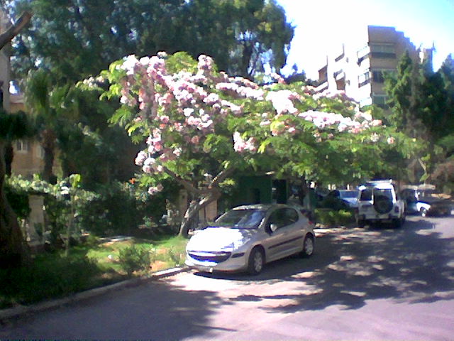 [Flowering+Tree.jpg]
