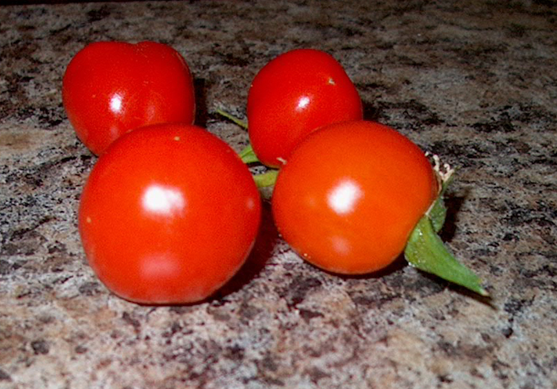 [Cherry+Tomatoes.JPG]