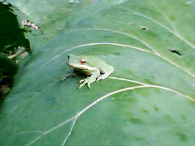 [frog+on+butterbur+1.jpg]