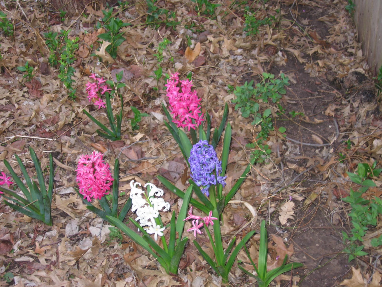 [Spring+Redbud+and+hyacinths+002.jpg]