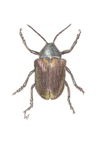 [beetle2_web.jpg]