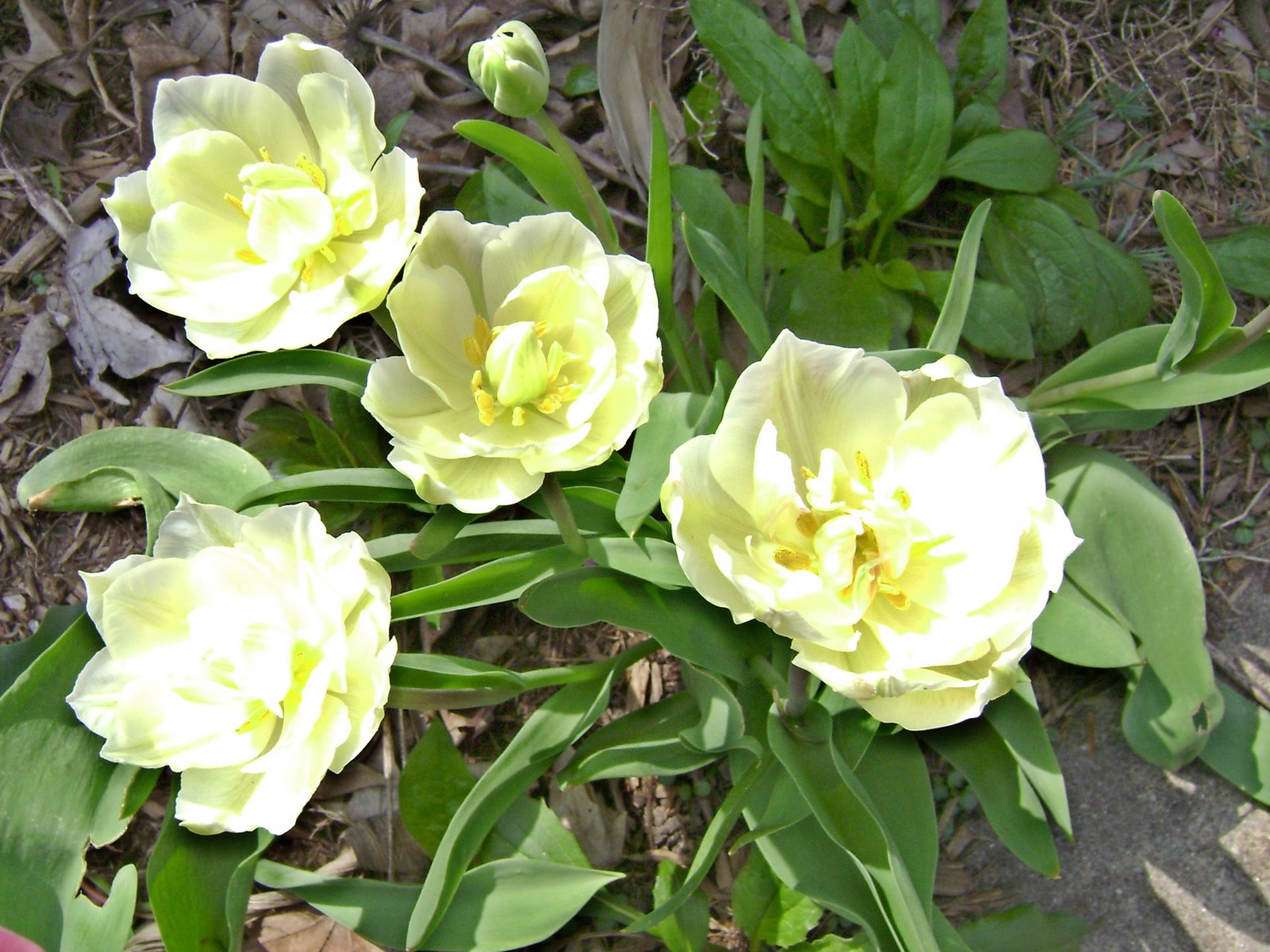 [yellow+tulips.jpg]
