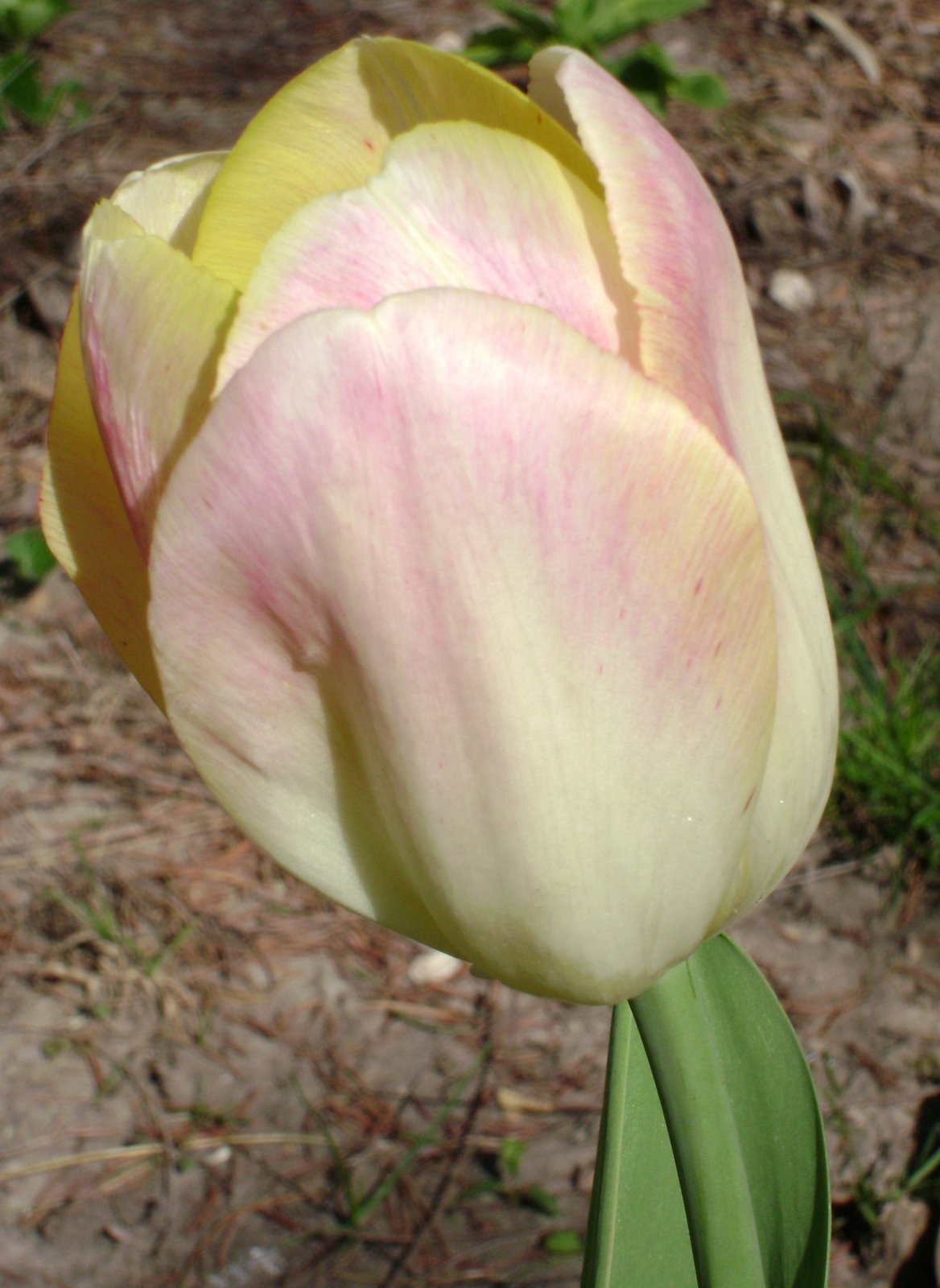 [shade+tulip.jpg]