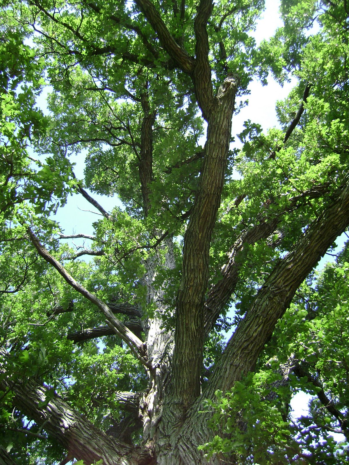 [oak+tree.jpg]