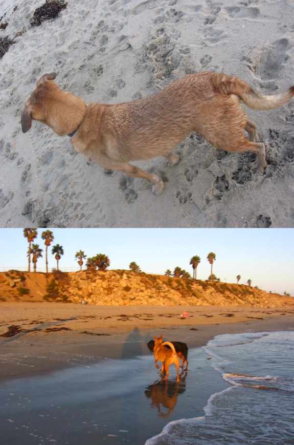 [beachdoggie.jpg]
