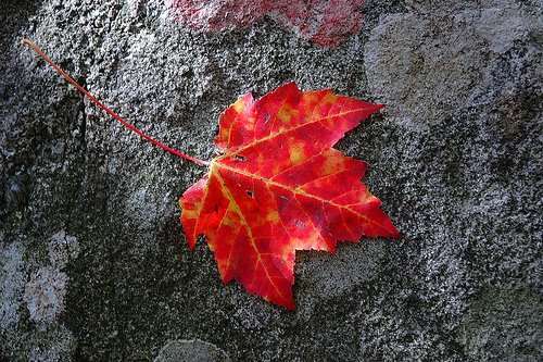 [Maple+leaf.jpg]