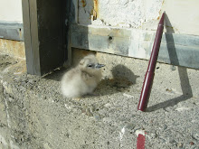 White Tern (Gygis alba) newly hatched chick.
