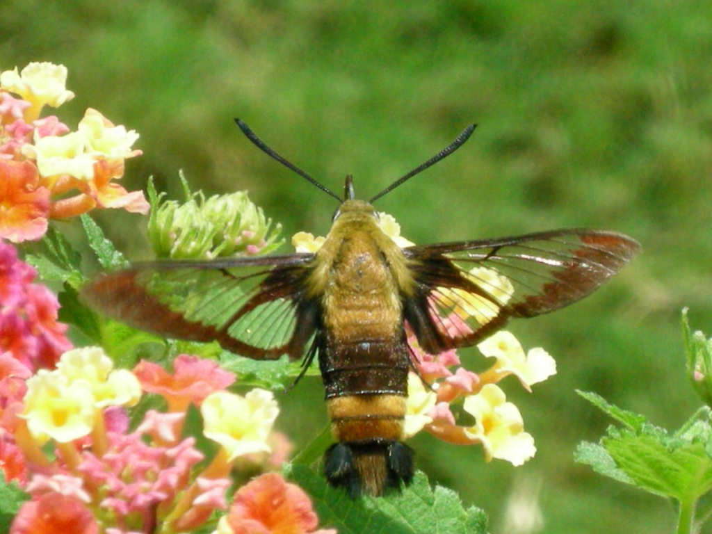 [Bumblebee+moth(H.diffinis)3.JPG]