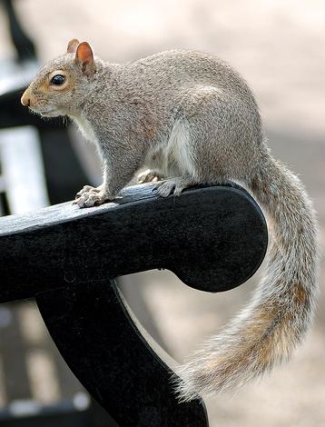 [small+squirrel+pic.JPG]