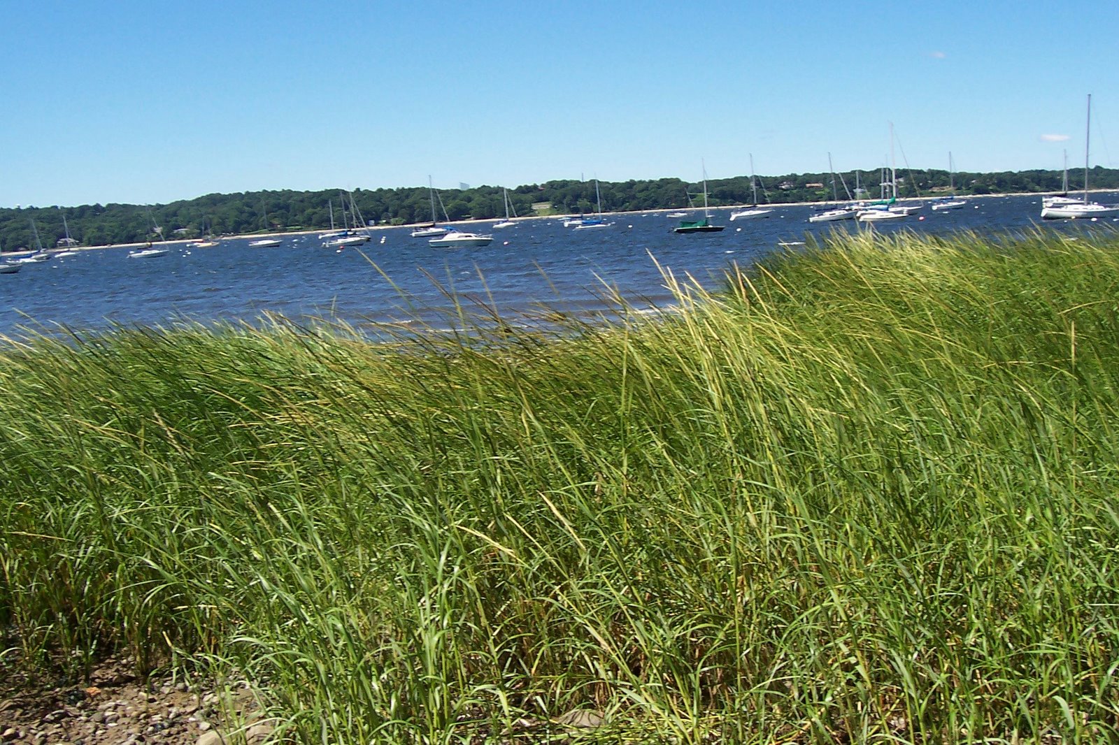 [9garveys+shore+grass+and+harbor.jpg]