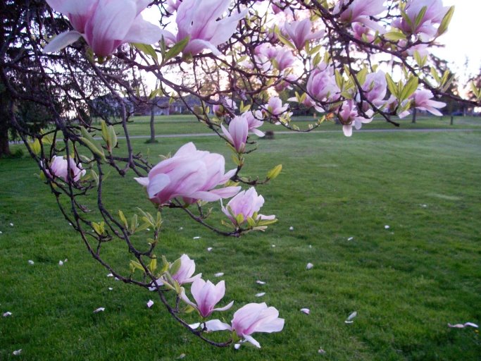 [magnolia2.jpg]