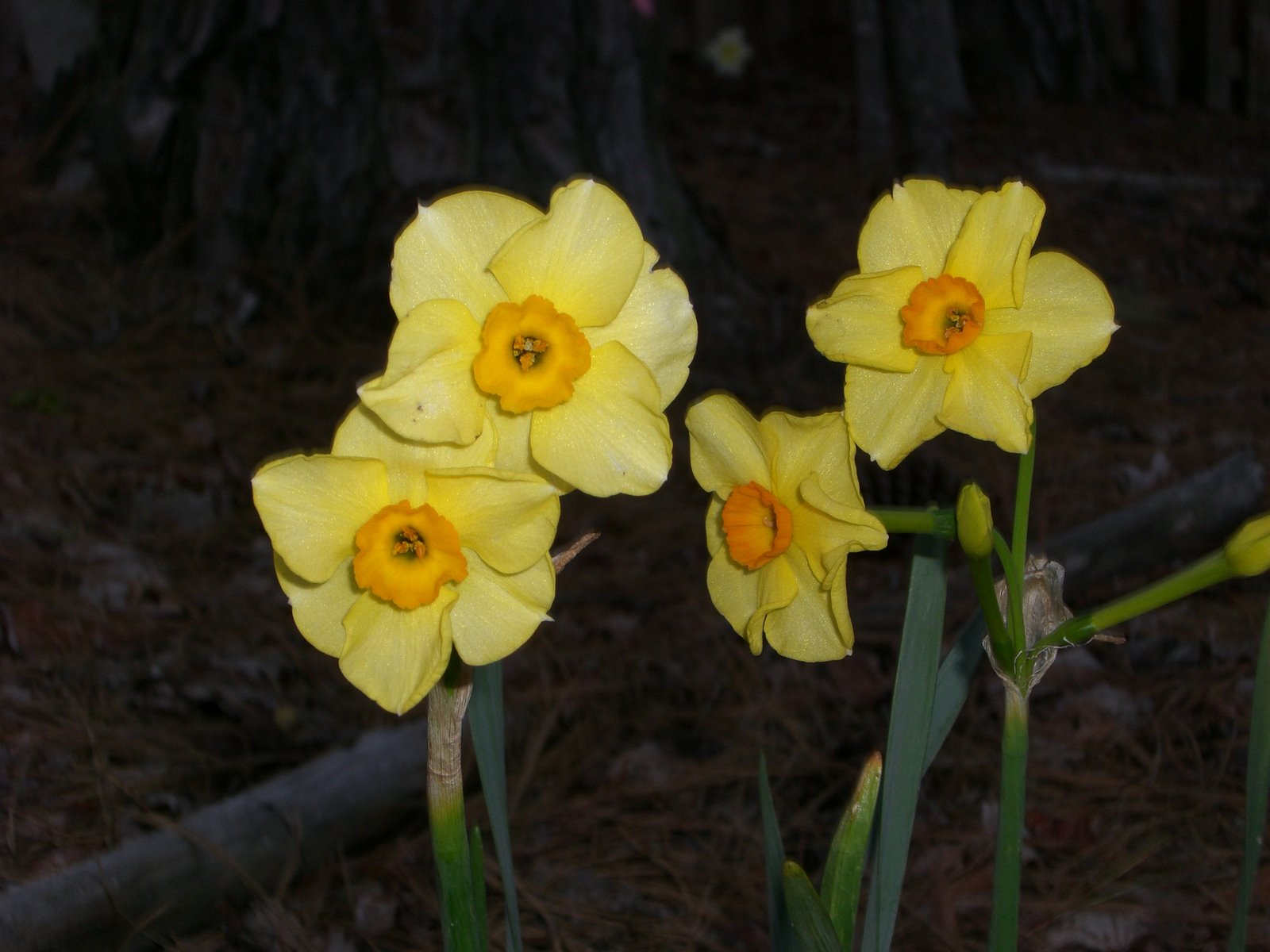 [yellow+daffodils.JPG]