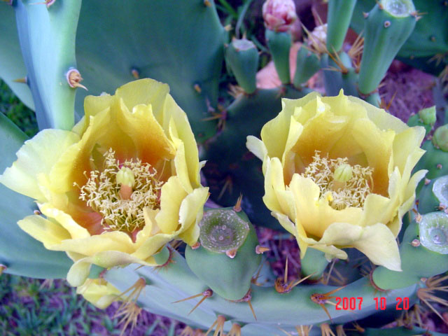 [2+flores+de+cactus.jpg]