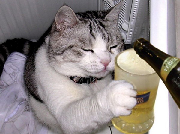 [cat_beer.jpg]