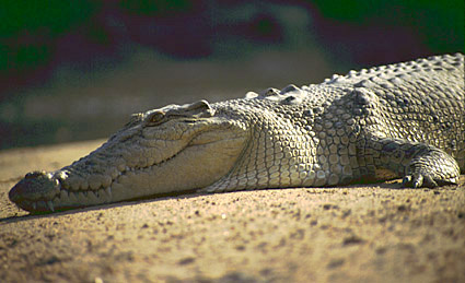 [croc+beach.jpg]
