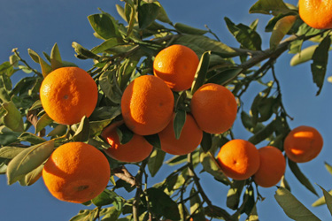 Valencian mandarins in Luxembourg squeeze