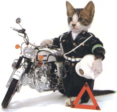 [motobike+cat.bmp]