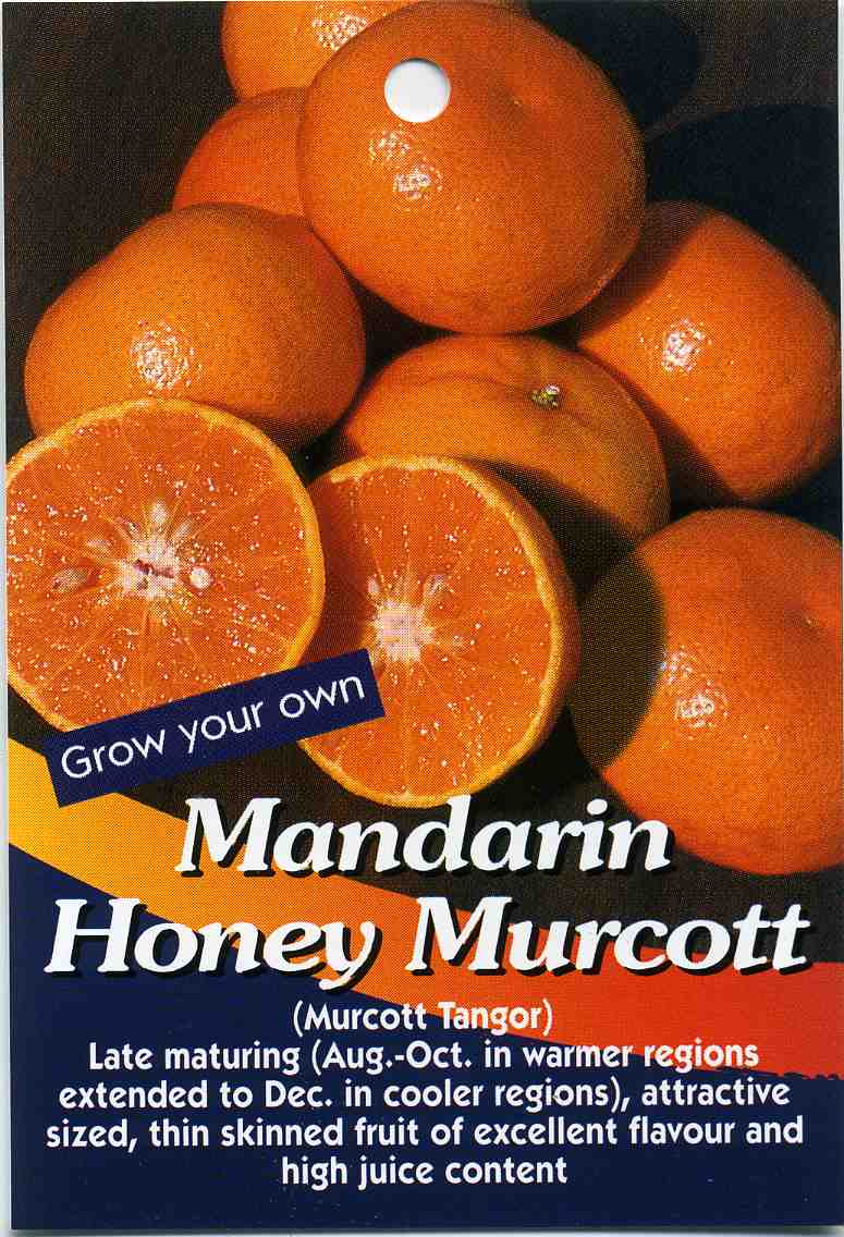 [Mandarin-Honey-Murcott.jpg]