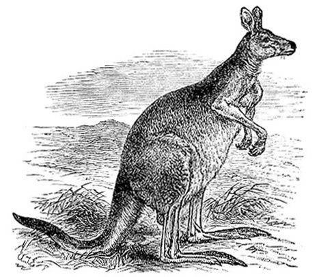 [kangaroo-fig1.jpg]