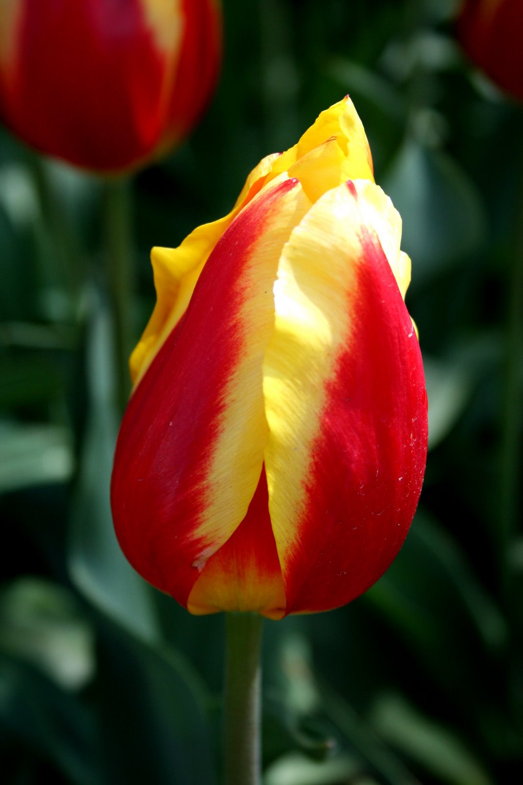 [red+yellow+tulip.JPG]