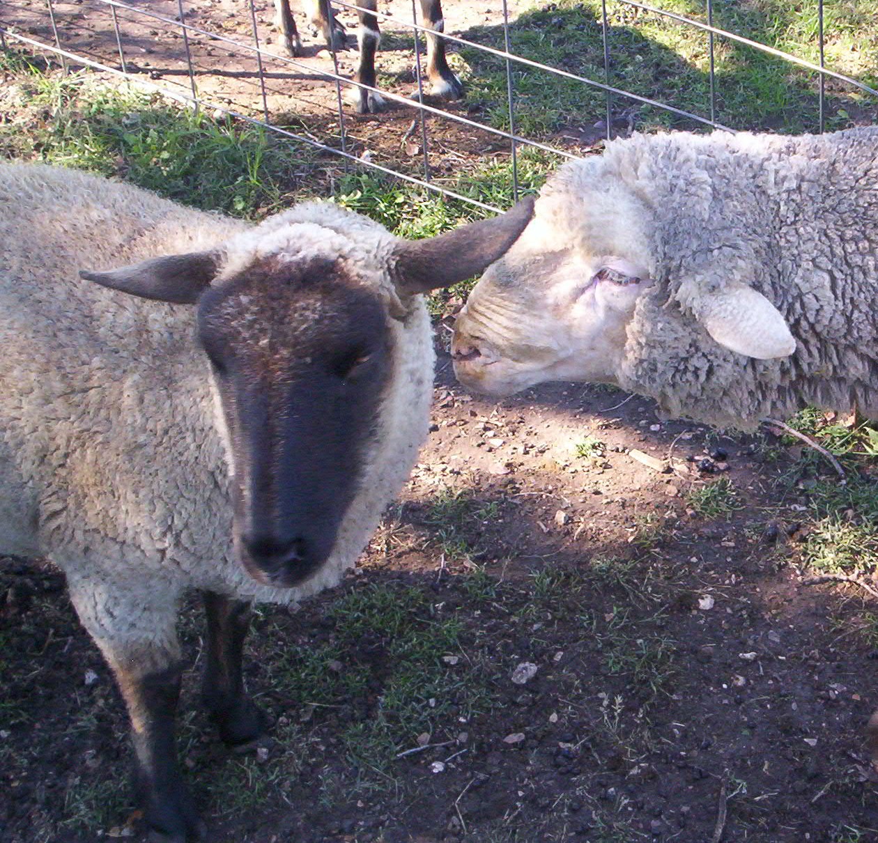 [Max+and+sheep.jpg]