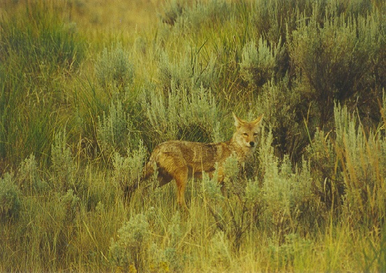 [coyote.jpg]