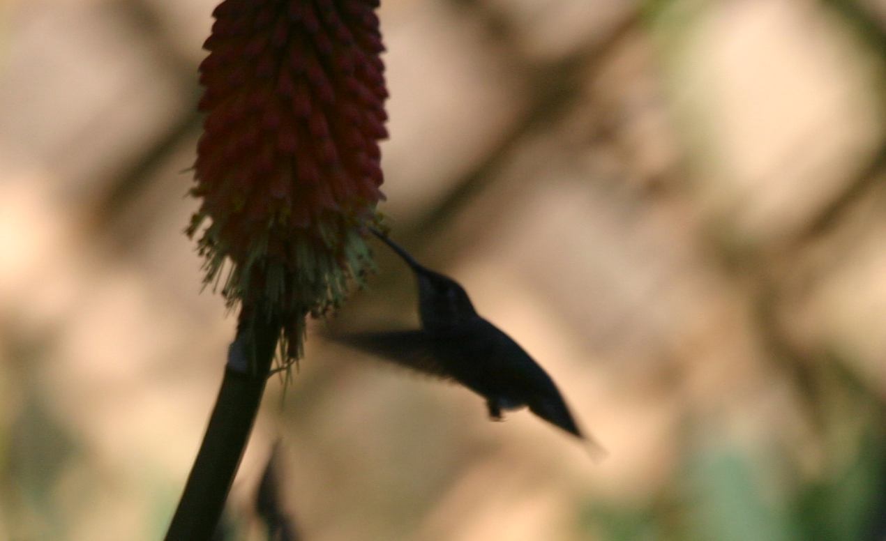 [hummingbird1815.jpg]
